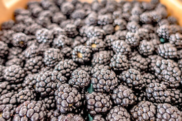 black berries harvested for consumption at farm market