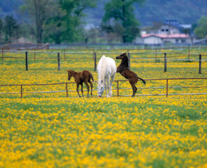 Obraz premium 馬の親子