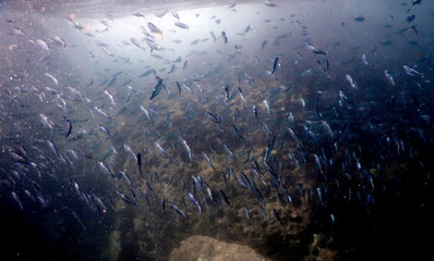 Costa Rica Pacific sea life