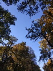 autumn trees on the blue sky. early autumn. fall