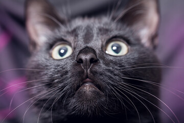 Close up portrait of a domestic black cat. Kitten with yellow eyes looking up