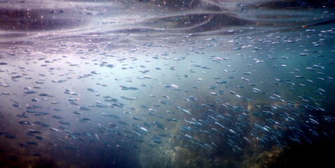 Costa Rica Pacific sea life