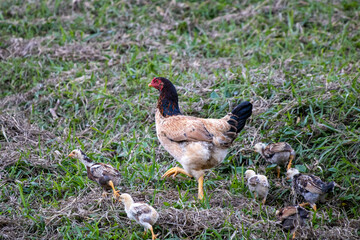chicken with chicks on the farm