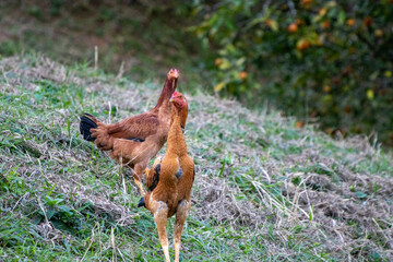 chicken with chicks on the farm