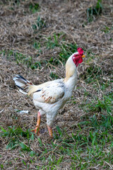 white rooster with red crest on the farm