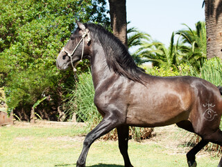  Young Andalusian grey stallion running. Andalusia, Spain