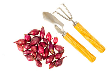 Red onion sets for planting in garden.