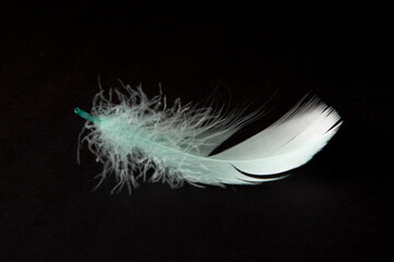 Obraz premium white feather on black background