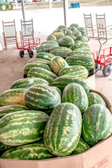 Pile of fresh ripe watermelons lying in wooden boxes in fruit