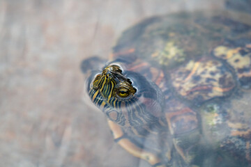
Turtle breathing on the surface of a lake