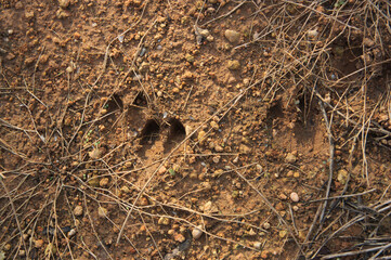 Wild boar footprints marked in the damp earth