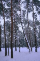 winter forest in the snow