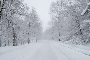 Obraz premium Forest trail and trees covered with snow, at the mont Royal park in Montreal, Canada