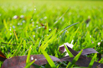 Gotas de agua en el césped