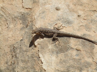 lizard on the stone