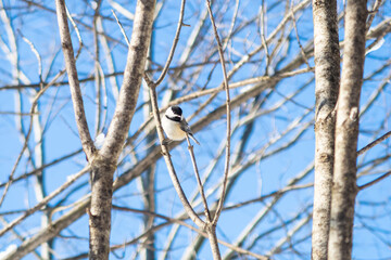 Black-capped chickadee standing on a branch, with snow in the background, at Saint Bruno National Park, Quebec, Canada