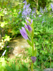 Fototapeta premium ギボウシ