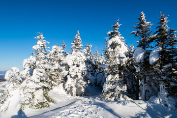 Fototapeta na wymiar Winter view of snowy trees in the Mont Mégantic national park, Canada