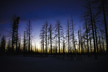 Forest in Bryce Canyon National Park, Utah winter