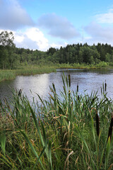 Cattails and Reeds by a small Lake