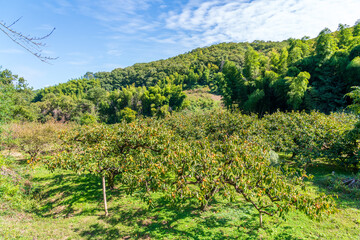 Fototapeta na wymiar 岡山県の柿畑