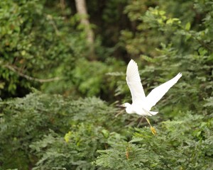 A Snowy Egret Flying Through the Cypress Island Preserve in Louisiana