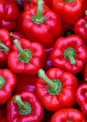 Bright red peppers for sale at a local farm stand.  Closeup.