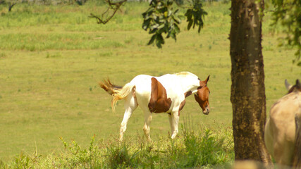 Fototapeta na wymiar Horses grazing on a farm in the state of Minas Gerais, Brazil