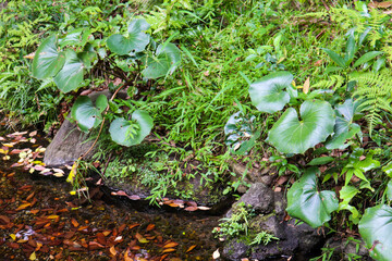 川 グリーン 緑 枯れ葉