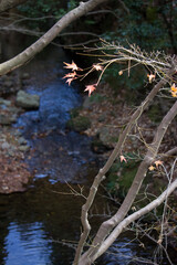 autumn season in kyoto city, japan
