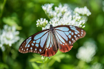 アサギマダラとフジバカマ
