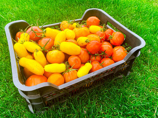 Boxes with ripe ripe tomatoes of different colors on green grass, harvesting