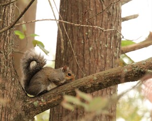 An American Red Squirrel in a Cypress Tree at the Edge of Lake Chicot in Louisiana