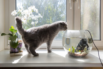 Fluffy gray cat looks into the aquarium. Sunny day. Scottish Fold..