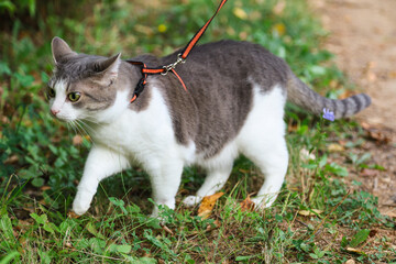 Cat with leash walking outside, collared pet wandering outdoor adventure. Summer, sunny, green grass..
