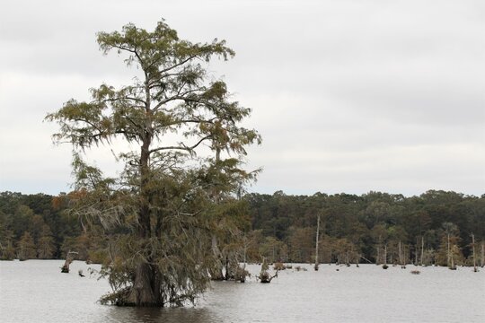 Cypress Trees in Lake Chicot in Louisiana