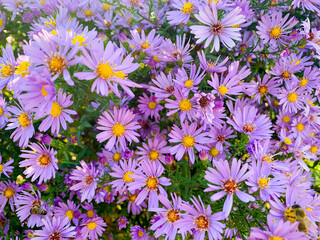 Floral background of lilac autumn perennial aster flowers.