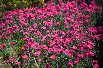 庭に咲く満開のナデシコ	
