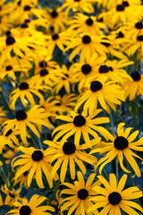 yellow flowers in the garden