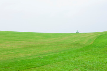 ゴルフ場の芝生