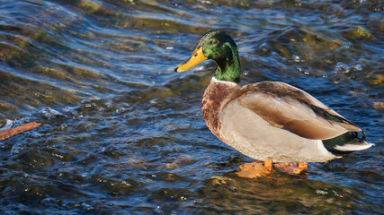 duck on the Kamogawa river of kyoto Japan 