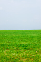 ゴルフ場の芝生