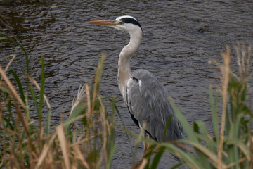 great blue heron in Kamogawa river of kyoto Japan 