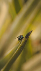 fly on a green leaf