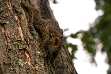 squirrel