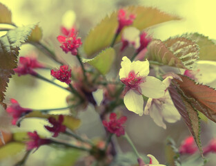Japanese cherry blossom at early spring