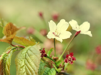 Japanese cherry blossom at early spring