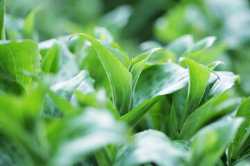 beautiful flowers in the garden