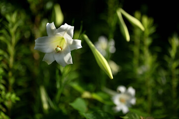 日本の野生ユリ