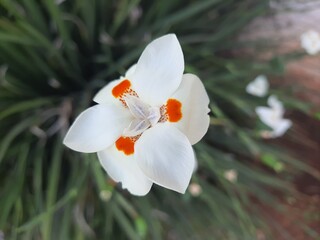 Fototapeta premium white orchid on green background